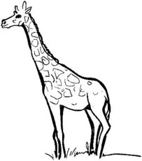 Giraffe.jpg